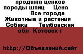 продажа ценков породы шпиц  › Цена ­ 35 000 - Все города Животные и растения » Собаки   . Тамбовская обл.,Котовск г.